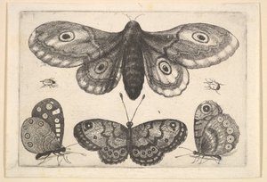 Una falena, tre farfalle e due coleotteri da Wenceslaus Hollar