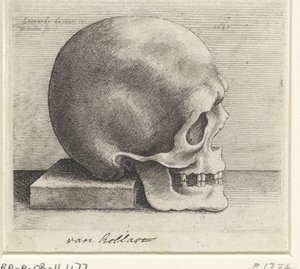 Studio anatomico di un cranio