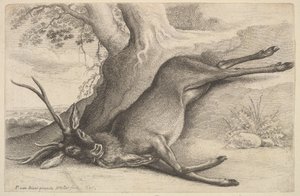 Cervo morto da Wenceslaus Hollar