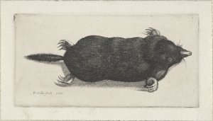 Talpa morta da Wenceslaus Hollar