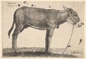 Asino, 1649 da Wenceslaus Hollar