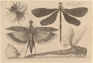 Libellule, un bombo e una farfalla da Wenceslaus Hollar