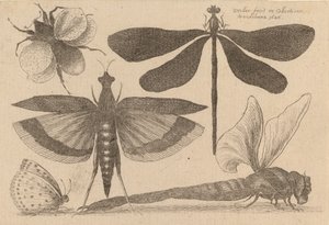 Libellule e un bombo da Wenceslaus Hollar