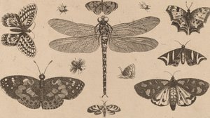 Libellula, Coccinelle e Farfalle da Wenceslaus Hollar