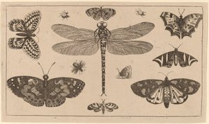 Libellula, coccinelle e farfalle da Wenceslaus Hollar