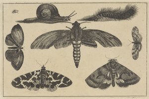 Tre falene, farfalle, scarabeo, lumaca e bruco Diversi insetti da Wenceslaus Hollar