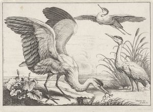 Tre aironi da Wenceslaus Hollar
