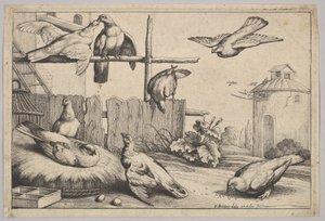 Otto colombe da Wenceslaus Hollar