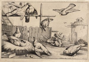 Otto colombe da Wenceslaus Hollar