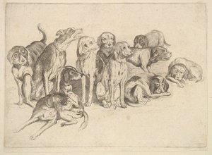 Undici cani da Wenceslaus Hollar