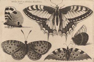 Cinque farfalle da Wenceslaus Hollar