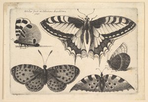 Cinque Farfalle da Wenceslaus Hollar