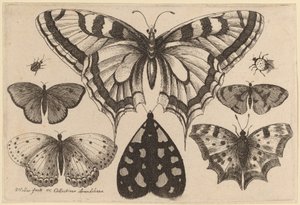 Cinque Farfalle, una Falena, un Coleottero e un Ragno da Wenceslaus Hollar