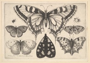 Cinque Farfalle, una Falena e Due Coleotteri, 1646 da Wenceslaus Hollar
