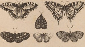 Cinque farfalle e una falena da Wenceslaus Hollar