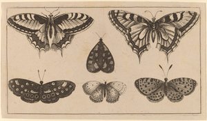 Cinque farfalle e una falena da Wenceslaus Hollar
