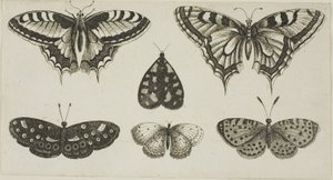 Cinque farfalle e una falena da Wenceslaus Hollar