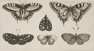 Cinque farfalle e una falena da Wenceslaus Hollar