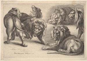 Cinque leoni e una leonessa da Wenceslaus Hollar