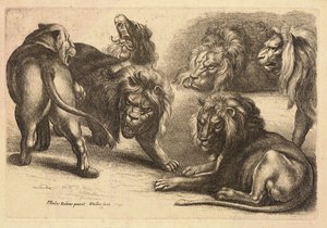 Cinque leoni e una leonessa, dopo Rubens