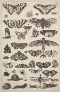 Quarantuno Insetti, tra cui falene e farfalle da Wenceslaus Hollar