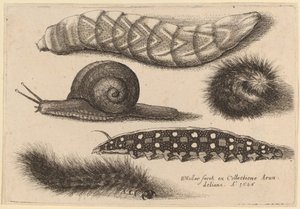 Quattro Bruchi e una Lumaca da Wenceslaus Hollar
