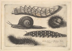 Quattro bruchi e una lumaca da Wenceslaus Hollar