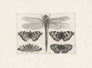Libellula e quattro farfalle da Wenceslaus Hollar
