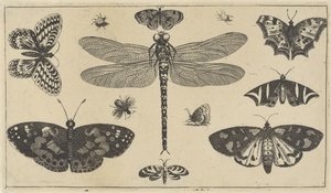 Libellula, coccinelle e farfalle da Wenceslaus Hollar