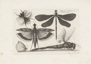 Libellule, farfalla e un bombo da Wenceslaus Hollar