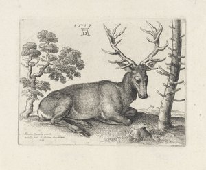 Cervo sdraiato, verso destra da Wenceslaus Hollar