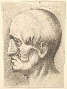 Testa maschile di profilo a sinistra con muscoli esposti da Wenceslaus Hollar