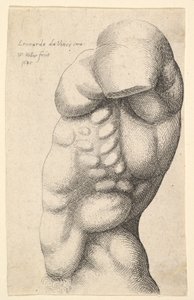 Torso maschile dal collo all
