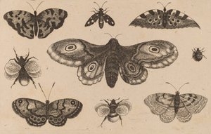 Falena, farfalle e api da Wenceslaus Hollar