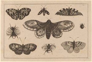 Falena, farfalle e api da Wenceslaus Hollar