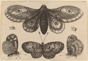 Falena, Tre Farfalle e Due Coleotteri da Wenceslaus Hollar