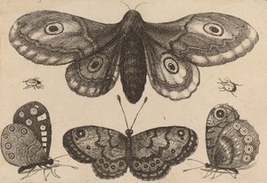 Falena, tre farfalle e due coleotteri, 1646 da Wenceslaus Hollar