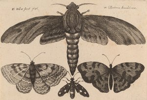 Falena e tre farfalle, 1646 da Wenceslaus Hollar