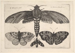 Falena e tre farfalle da Wenceslaus Hollar