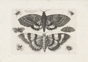 Falene e piccoli insetti da Wenceslaus Hollar