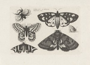 Falene, farfalle e un bombo da Wenceslaus Hollar