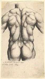 Torso maschile nudo visto da dietro, 1645