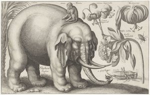 Elefante, scimmia, fiori e insetti da Wenceslaus Hollar