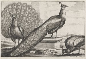 Pavoni da Wenceslaus Hollar