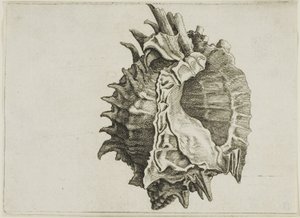 Murice a bocca rosa (phyllonotus erythrostomus) da Wenceslaus Hollar
