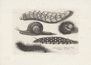 Bruchi e una lumaca (Insetti) da Wenceslaus Hollar