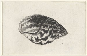 Conchiglia, achatina achatina da Wenceslaus Hollar