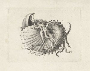 Conchiglia, argonauta nodosa da Wenceslaus Hollar