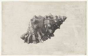 Conchiglia, bursa rubeta