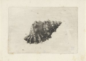 Schelp, bursa rubeta da Wenceslaus Hollar